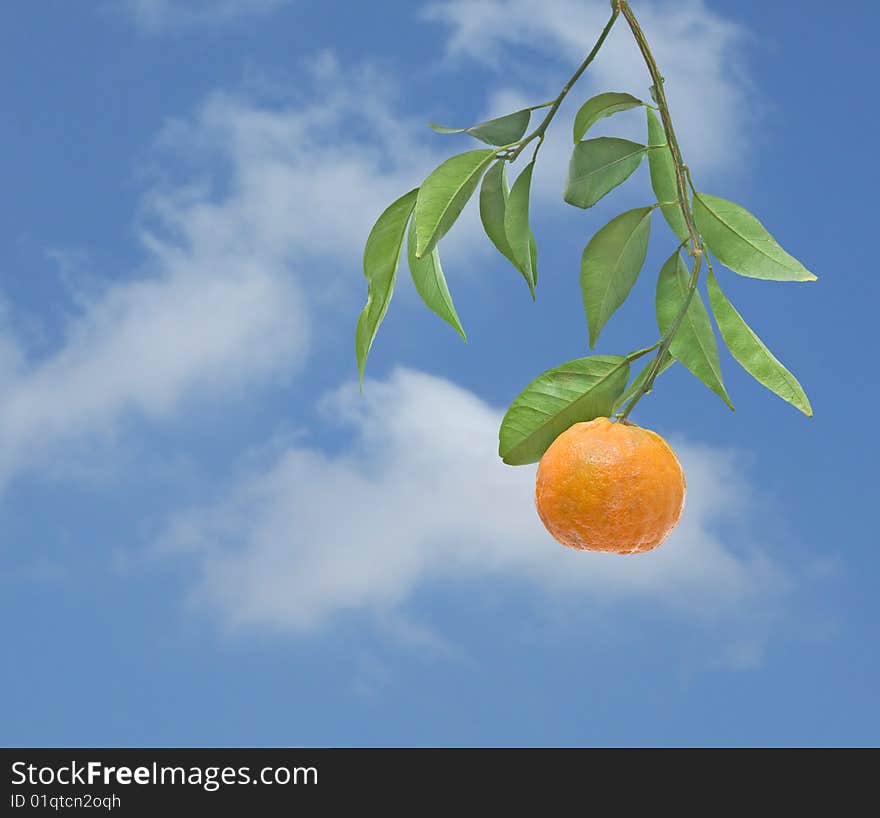 Tangerine On Branch