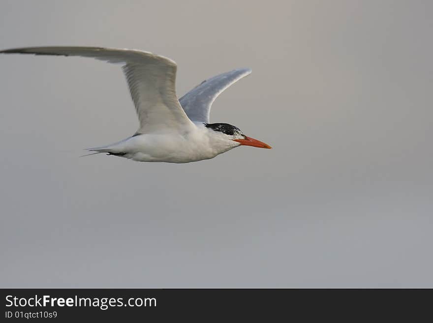 Royal Tern (Thalasseus maximus maximus)