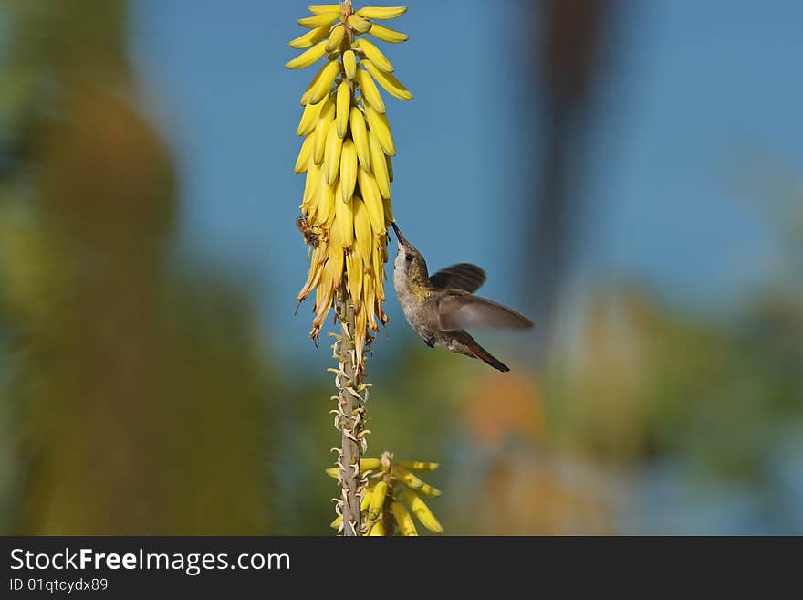 Ruby-topaz Hummingbird feeding