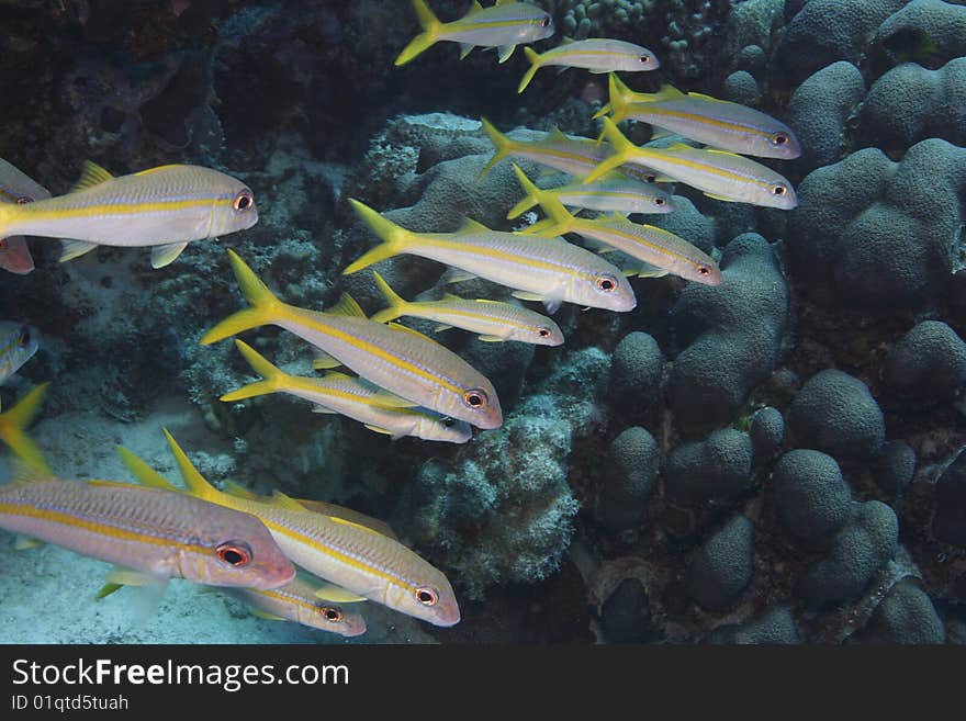 Yellow Goatfish (Mulloidichthys martinicus)