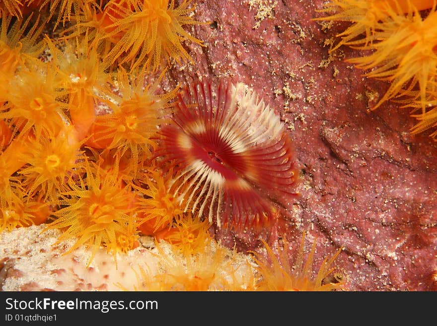 Split-Crown Feather Duster Worm