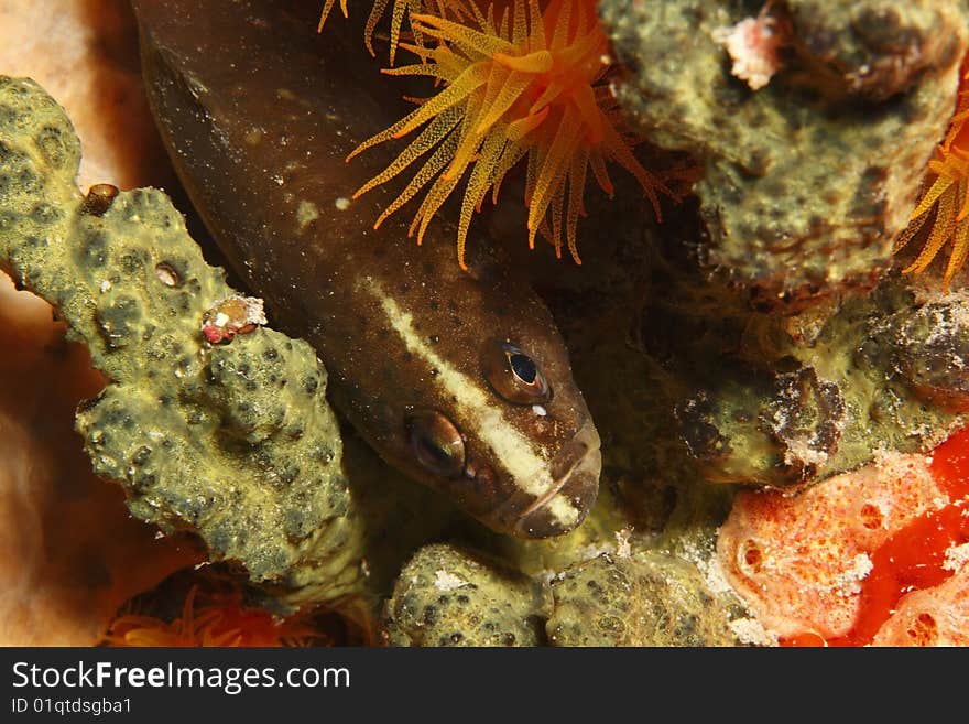 Whitespotted Soapfish (Rypticus maculatus) resting on a sponge.