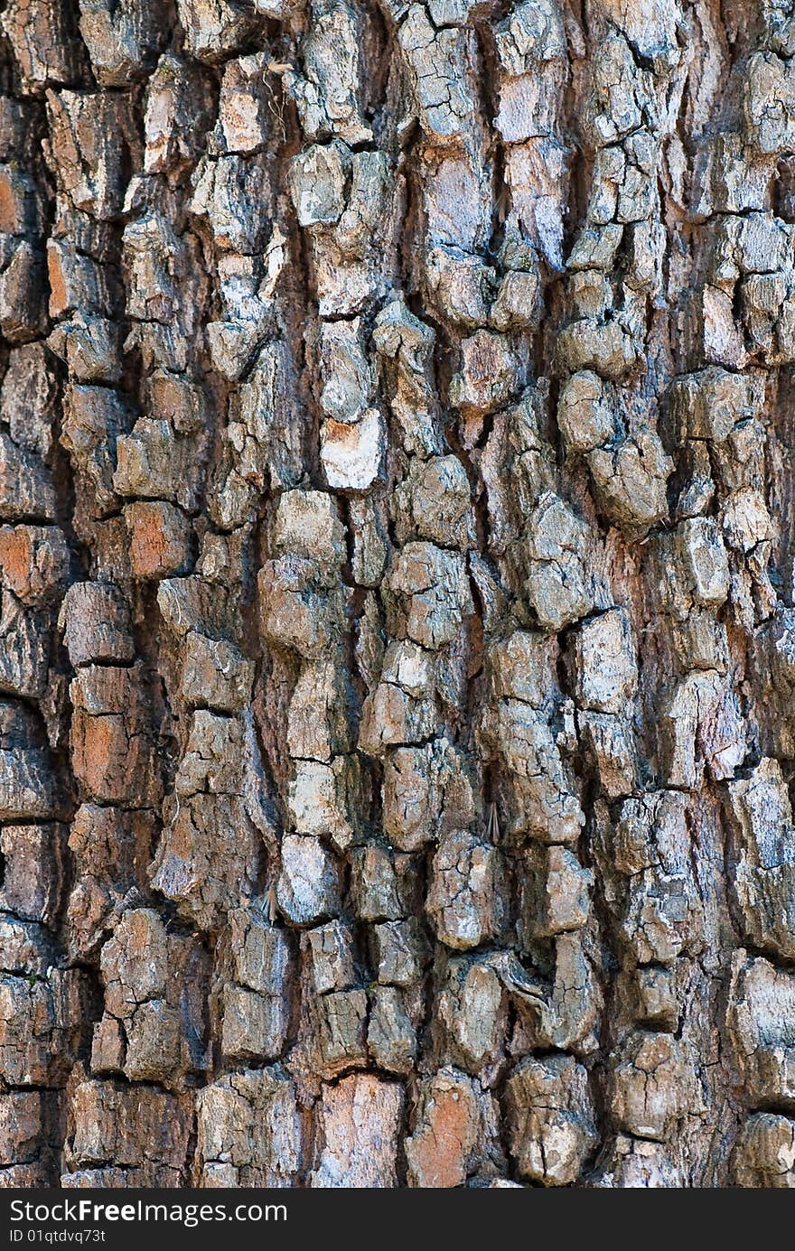 High-res texture from the bark of tree