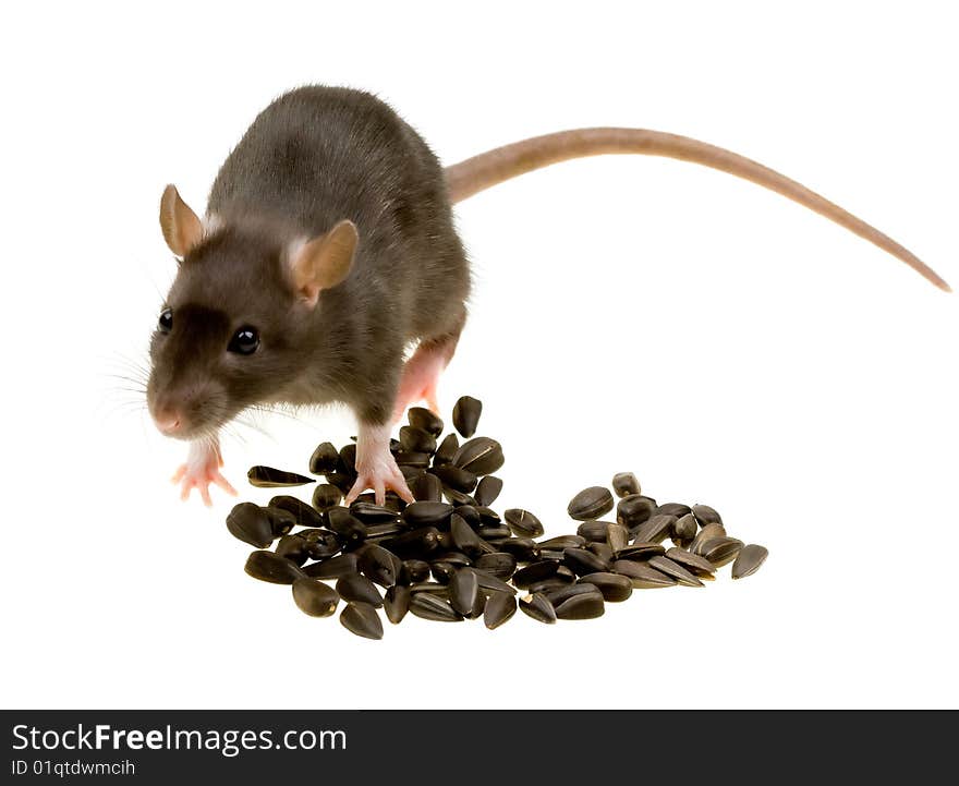 Funny rat eat sunflower seeds isolated on white