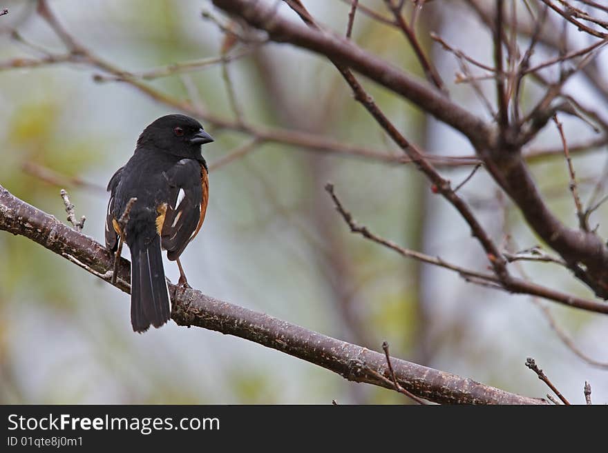 Eastern Towhee