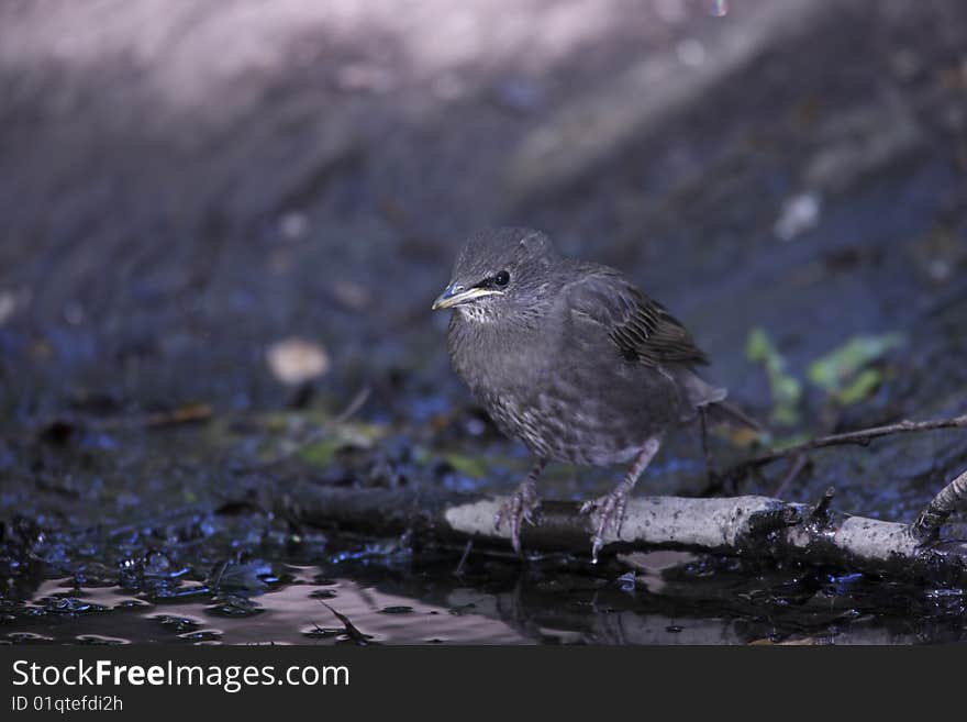 European Starling (Sturnus vulgaris vulgaris), fledgeling, about to take a bath.