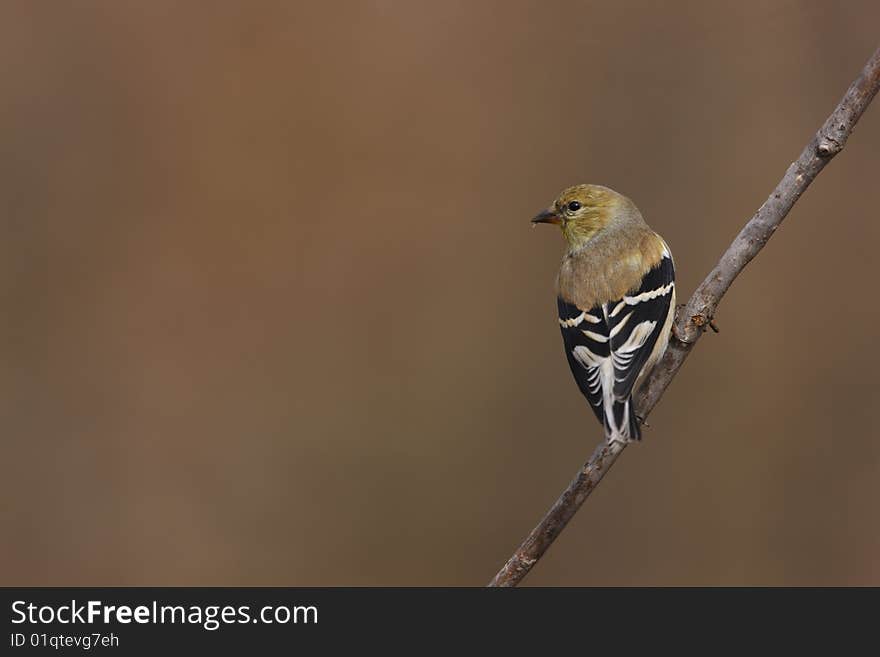 American Goldfinch (Carduelis tristis tristis)