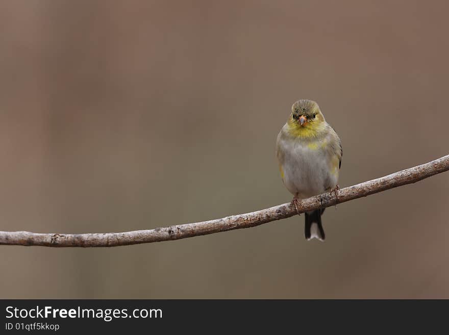 American Goldfinch (Carduelis Tristis Tristis)