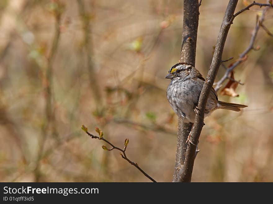 White-throated Sparrow (Zonotrichia albicollis)