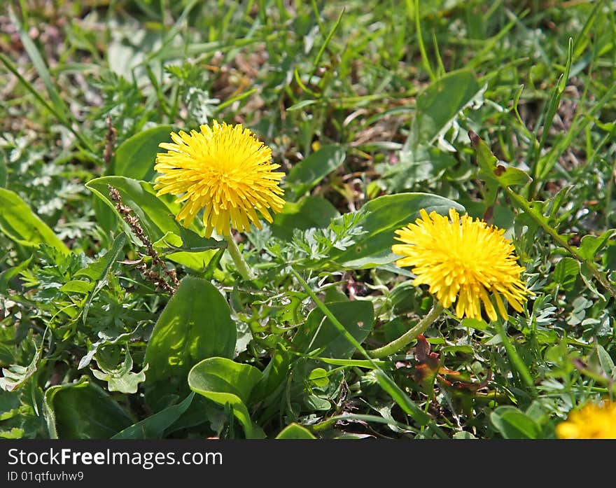 Coltsfoot flowers growing among green grass