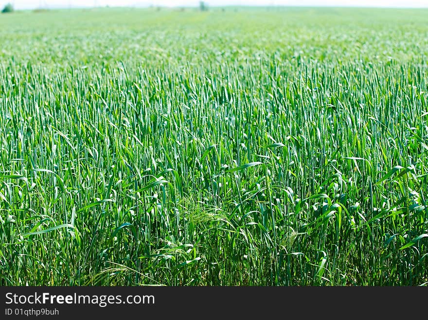 Field Of Wheat