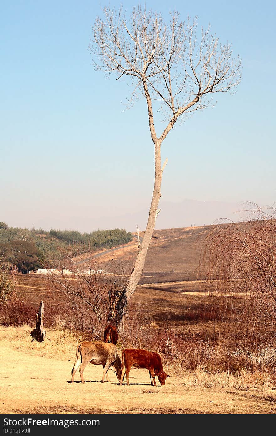 Cows grazing under tree in White Mountain area of the Drakensberg mountains during winter. Cows grazing under tree in White Mountain area of the Drakensberg mountains during winter