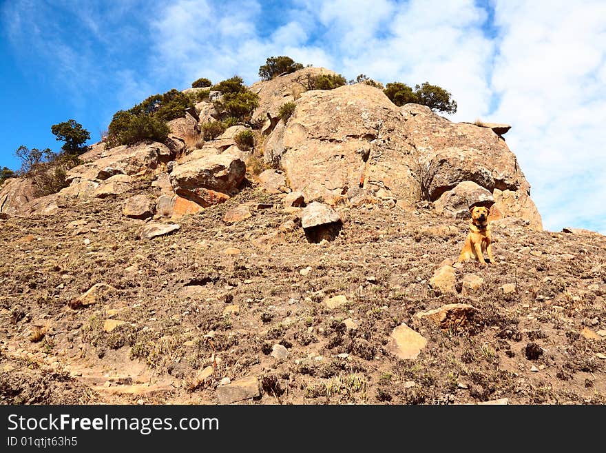 Dog on mountain