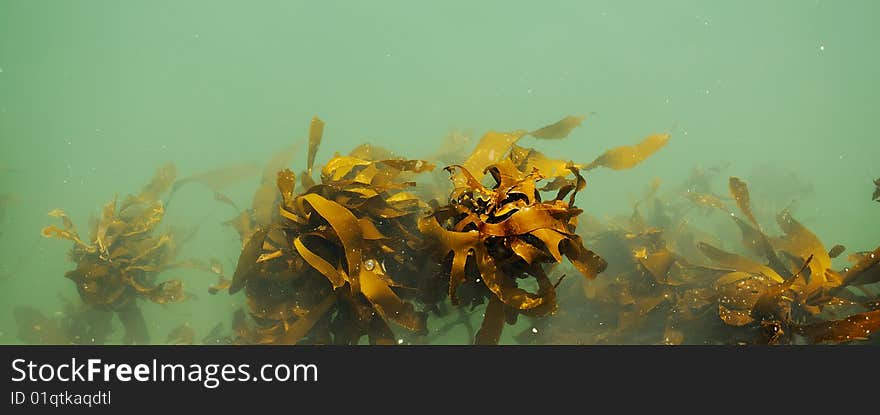 Kelp in Kalk Bay harbour, South Africa