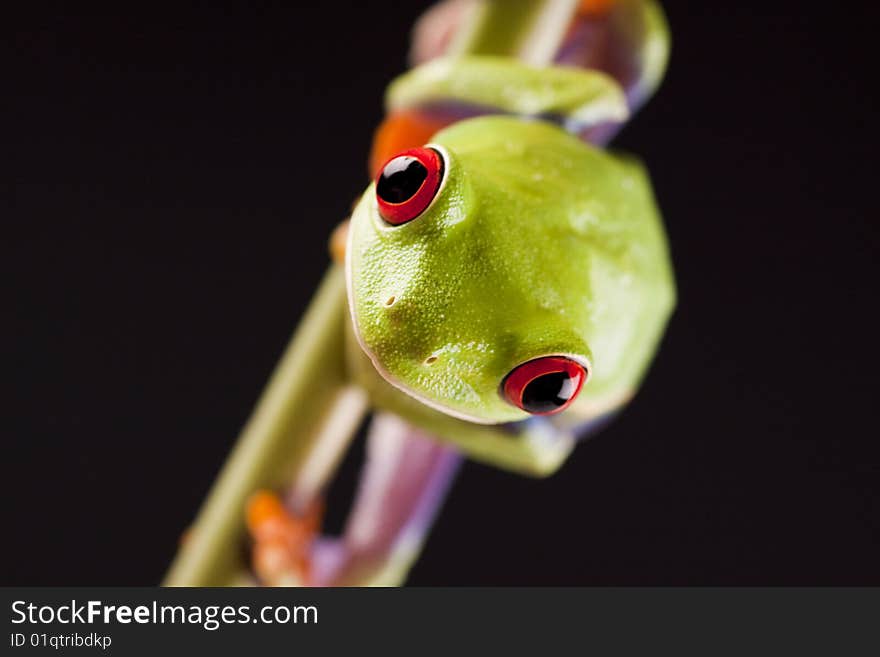 Exotic and beautiful full color frog, live in areas of Central America. Exotic and beautiful full color frog, live in areas of Central America