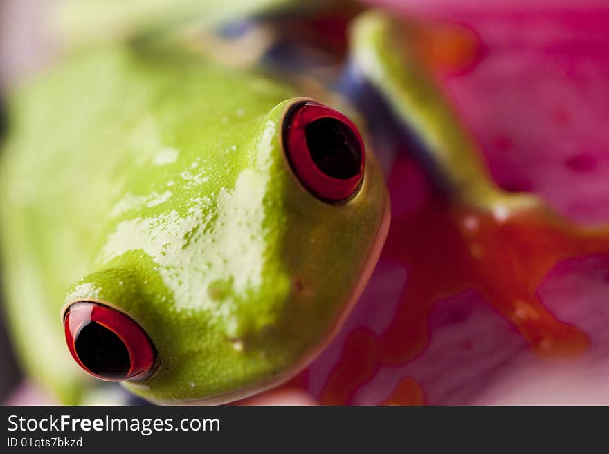 Colorful frog