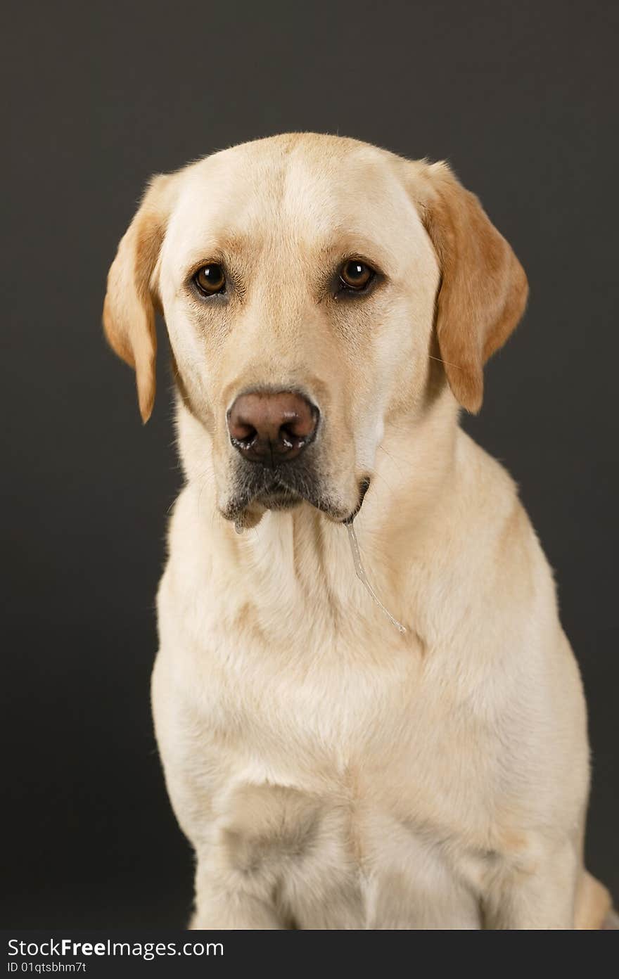 Labrador Retriever on a black background