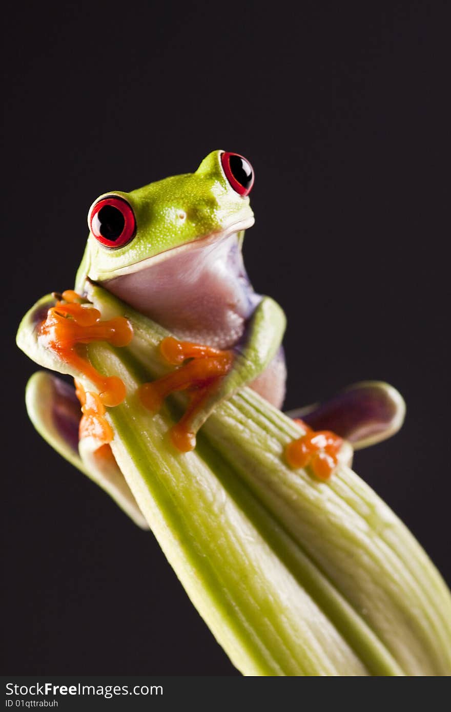 Exotic and beautiful full color frog, live in areas of Central America. Exotic and beautiful full color frog, live in areas of Central America