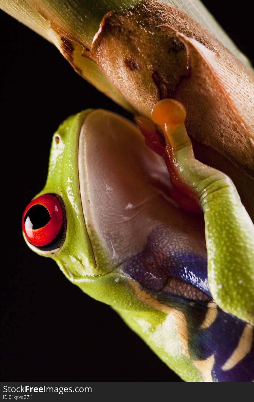 Frog on branch