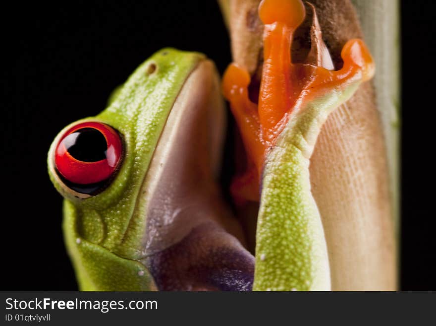 Exotic and beautiful full color frog, live in areas of Central America. Exotic and beautiful full color frog, live in areas of Central America