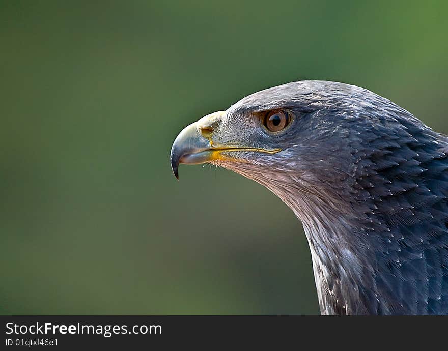 Chili Eagle