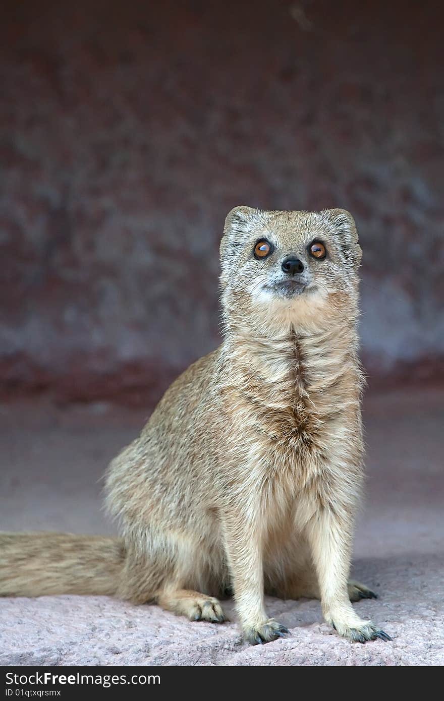 Yellow mongoose staring. Taken in a zoo.