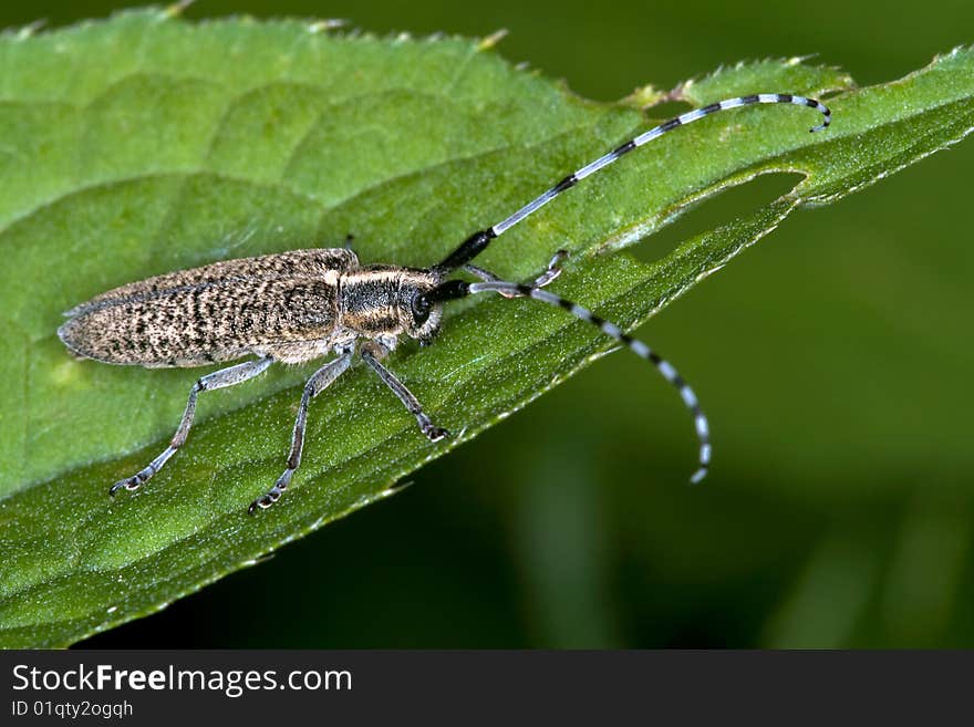 Longhorn beetle