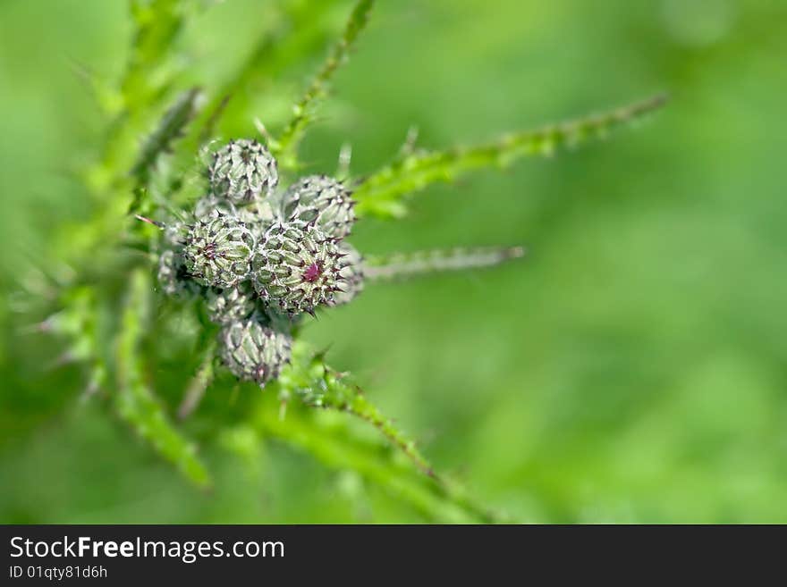 A common thistle bud with reduced depth of field