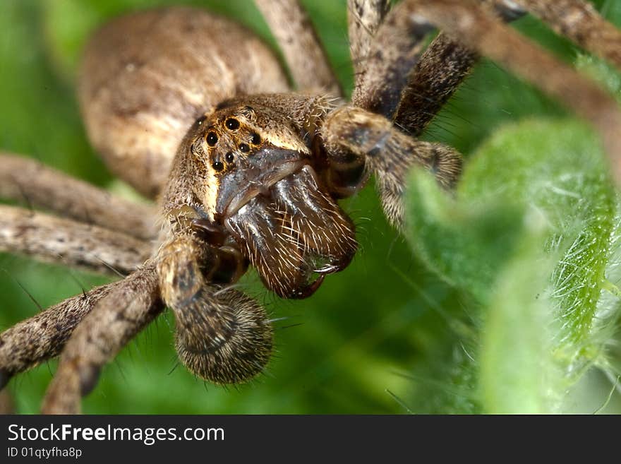 Extreme macro (2:1) of the head of a nursery web spider