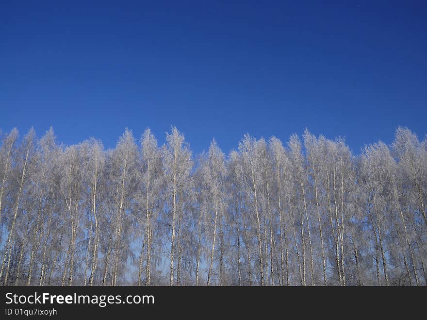 Snow covered birch tree against the background of the sky. Snow covered birch tree against the background of the sky