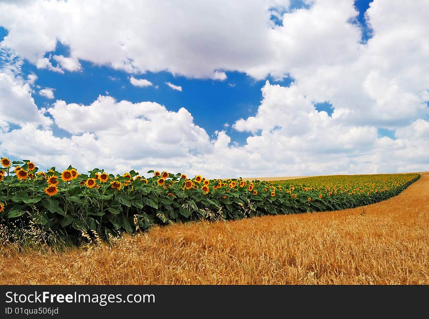 Sunflowers With Cloudy Sky