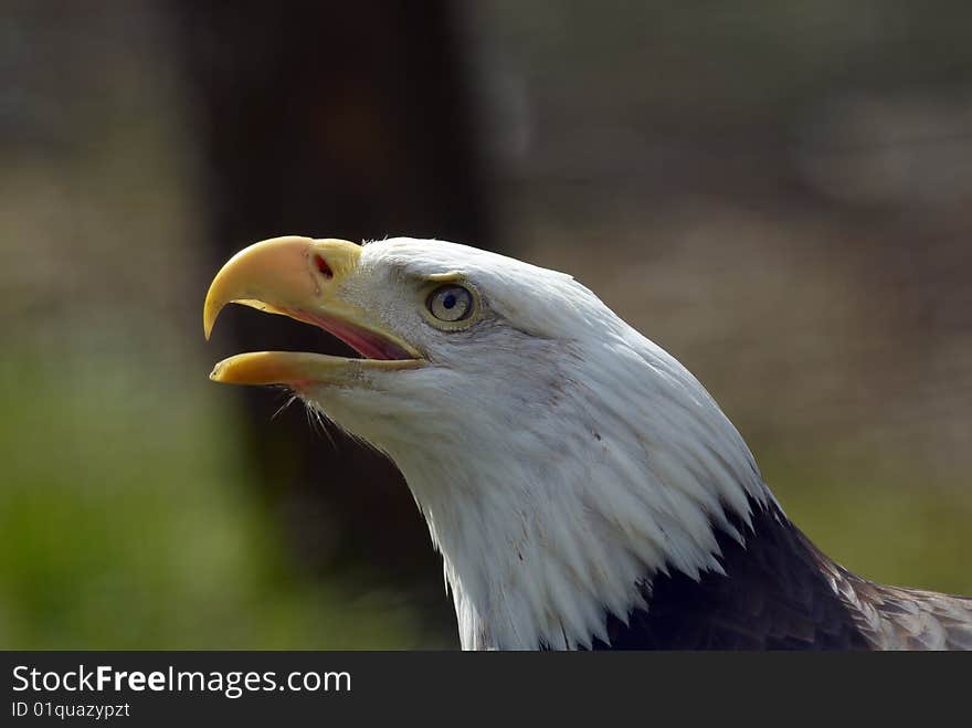 Bald eagle