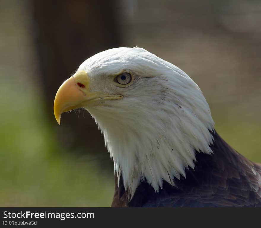 Bald eagle