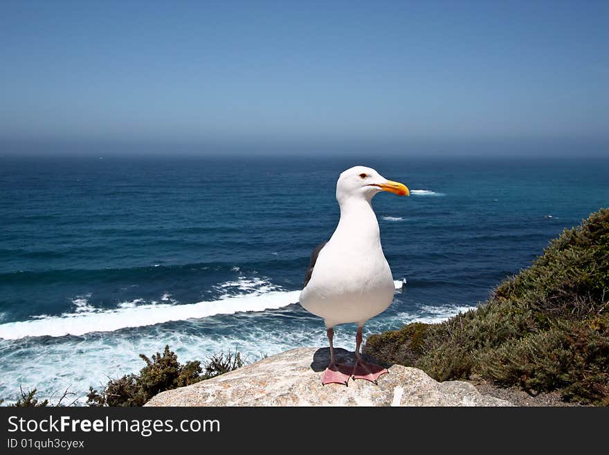 A seagull posing in the Big Sur area on the Californian coast.