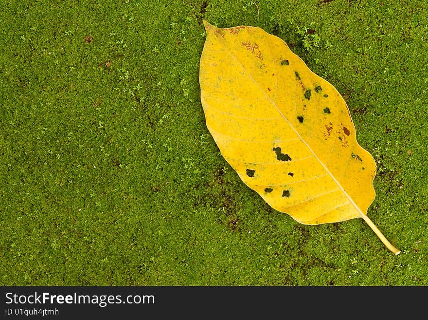 Yellow tropical leaf on mossy ground in forest of Thailand. Yellow tropical leaf on mossy ground in forest of Thailand