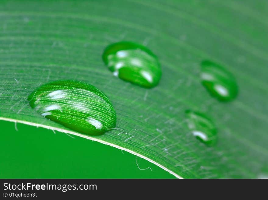 A green leaf with water drops.