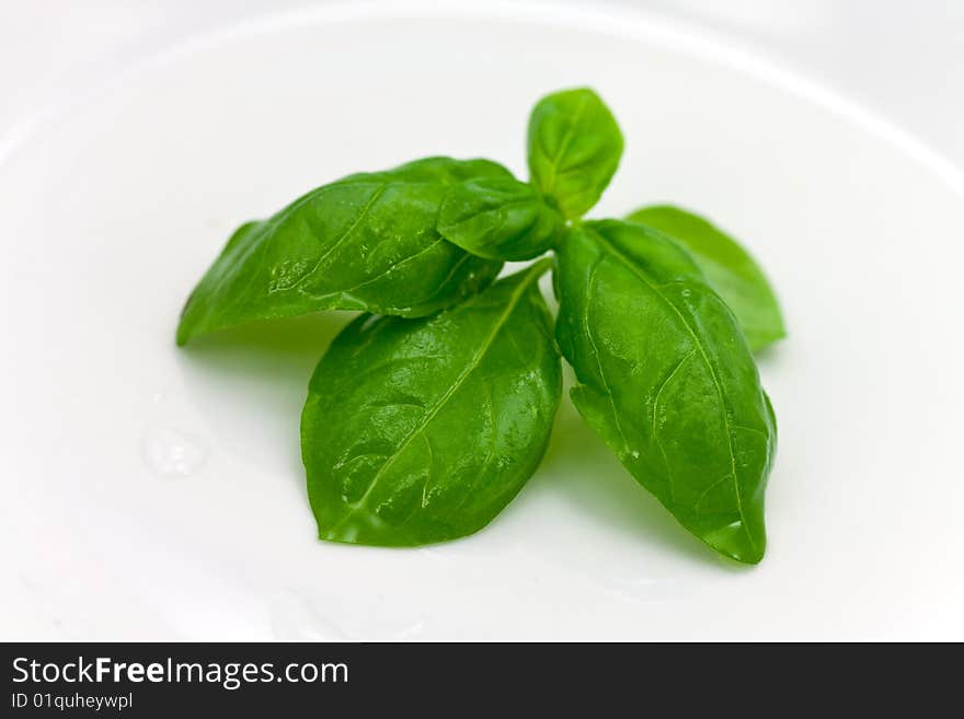 A Bunch Of Mint Leaves