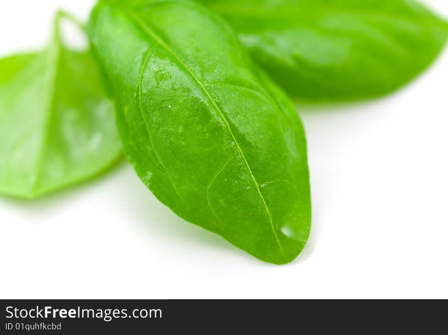 A Bunch Of Mint Leaves