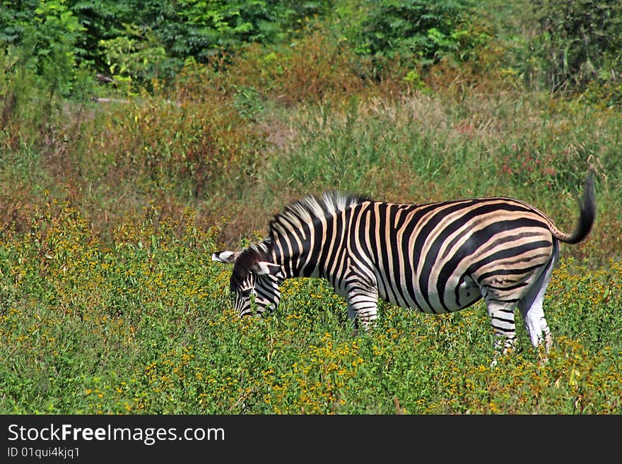 Zebra grazes in bushveld in Africa. Zebra grazes in bushveld in Africa.