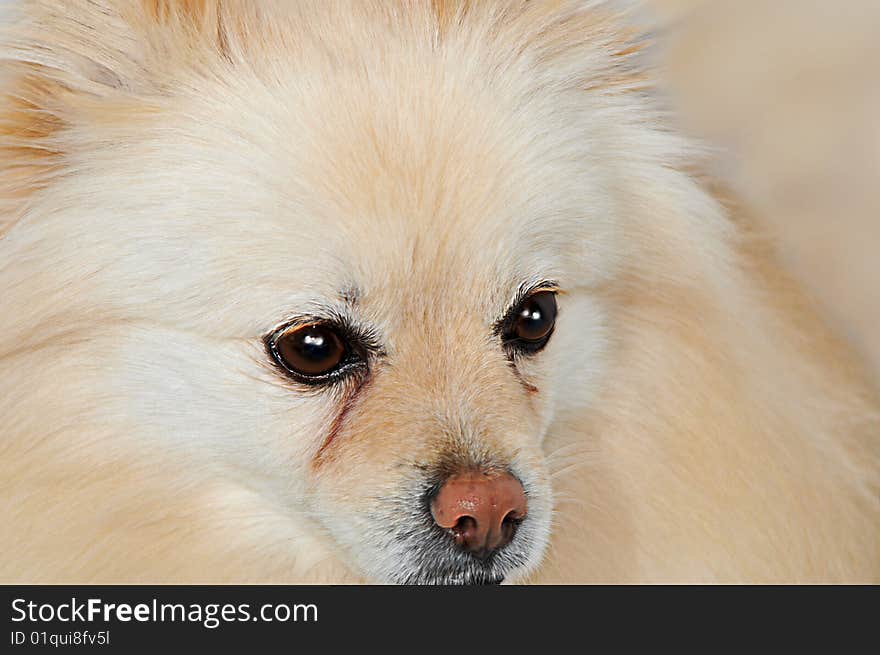 I shot this of a Lenia while she was waiting at the door for her owner to come home