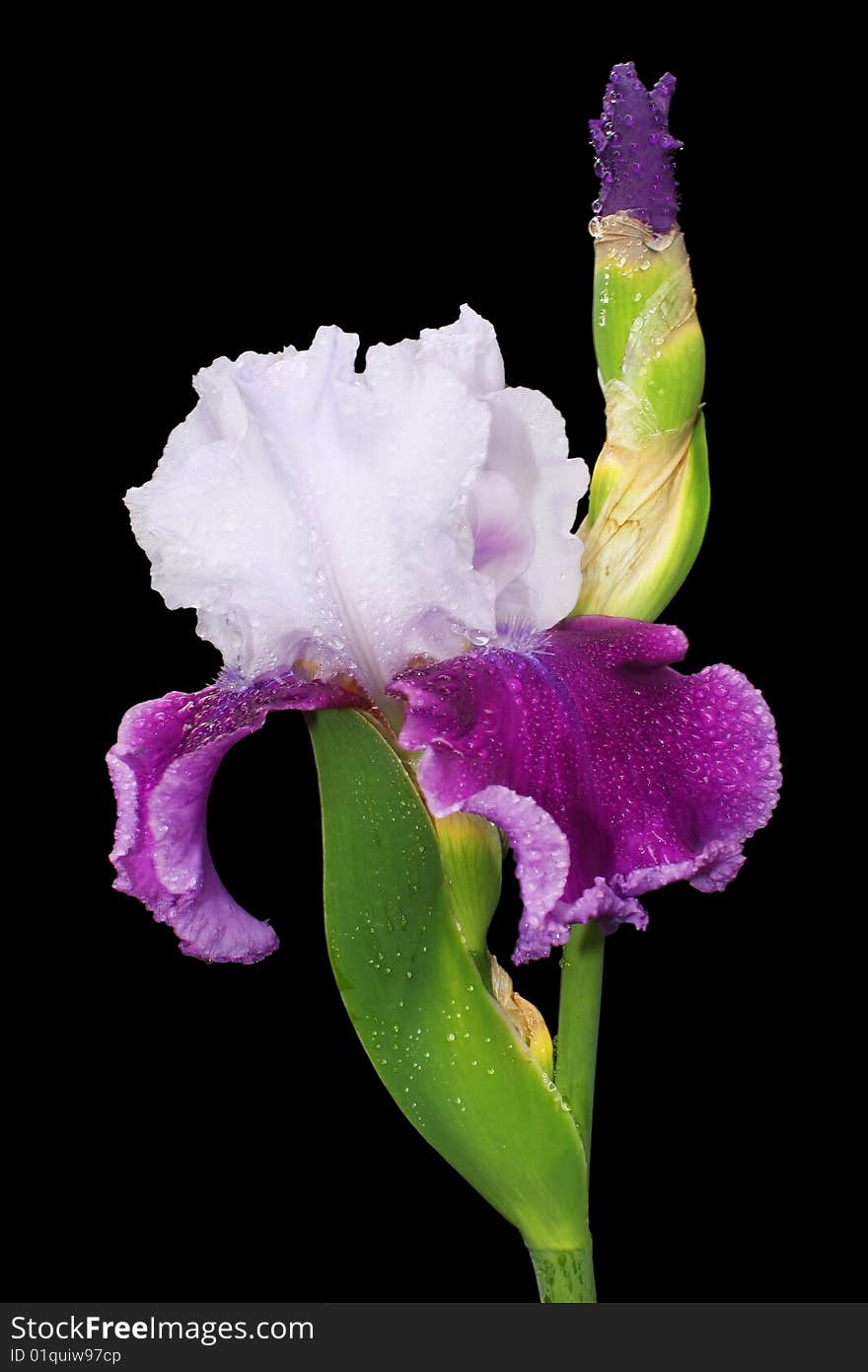 Iris isolated against black background and close up.