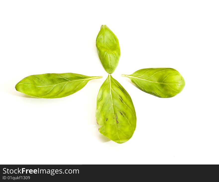 Basil leaves