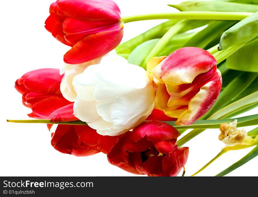 Colored tulips isolated over white