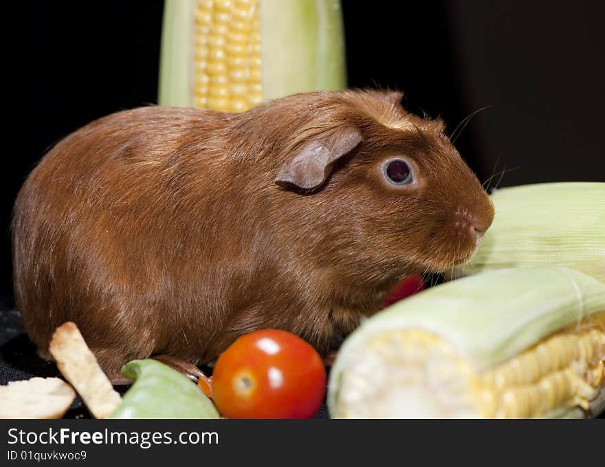 Furry brown Guinea pig surrounded by fresh produce. Furry brown Guinea pig surrounded by fresh produce.