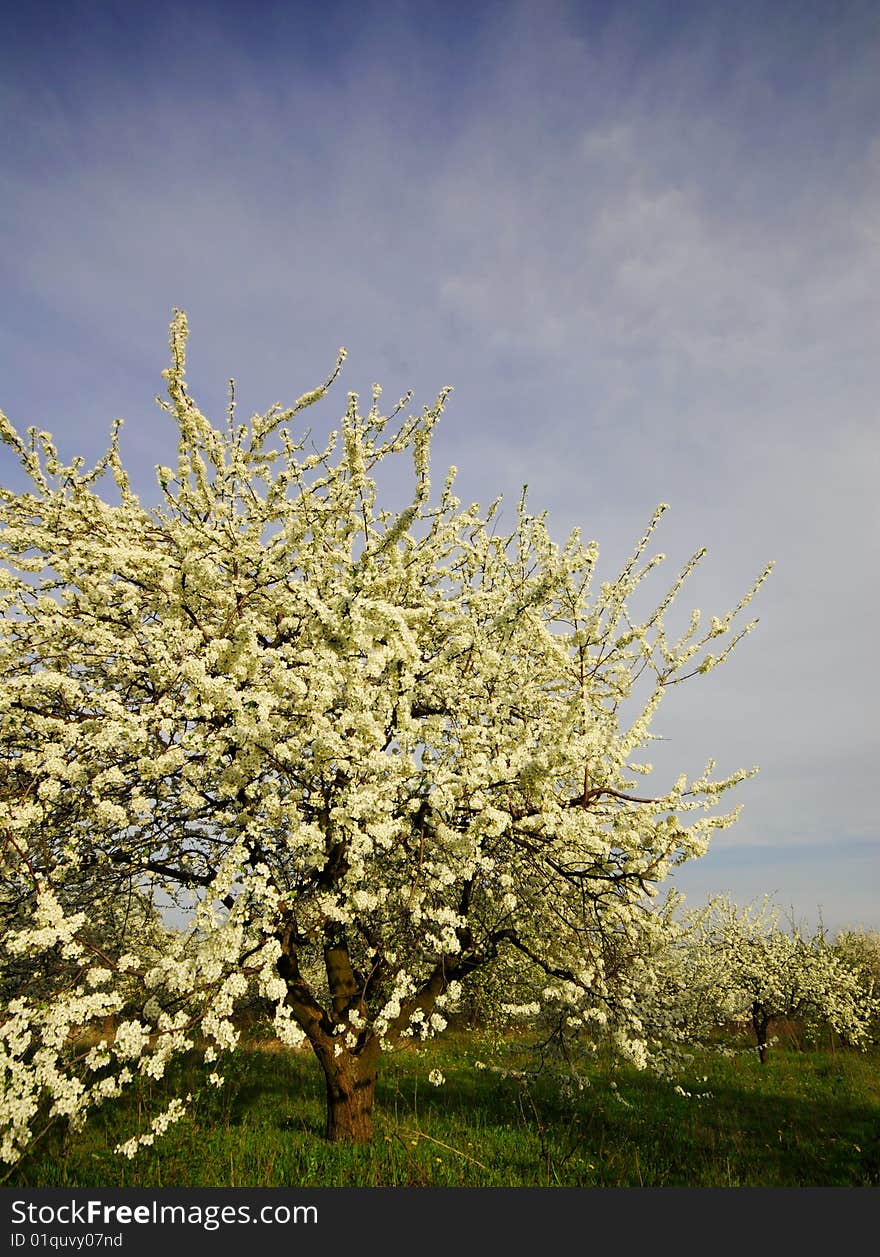 Blossoming trees in  garden on  background of  blue sky, spring