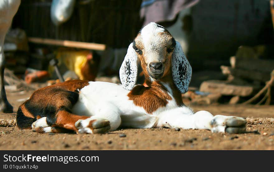 Brown and white pygmy goat lying on the ground, India