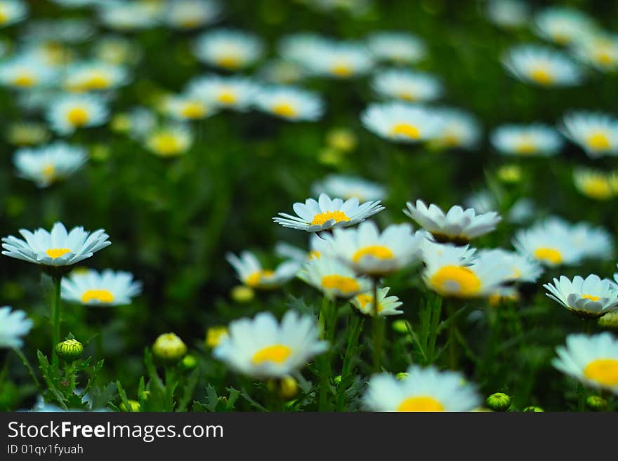 Batch of white gerberas in a garden