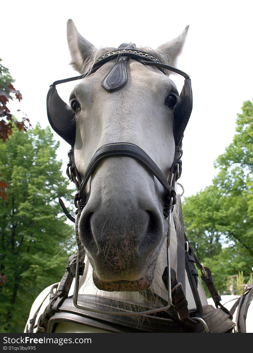 Color photo of a horse muzzle harness