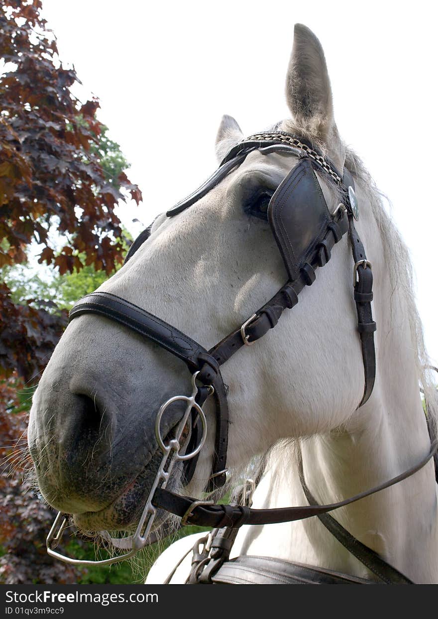 Color photo of a horse muzzle harness. Color photo of a horse muzzle harness