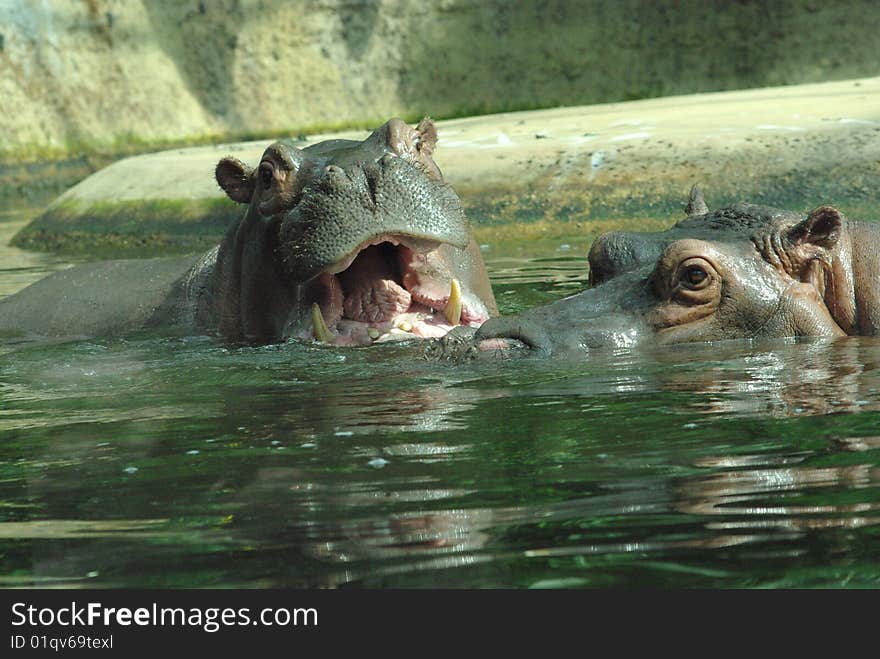 Hippopotamus